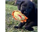 Labrador Retriever Puppy for sale in Mulberry, FL, USA