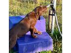 Labrador Retriever Puppy for sale in Mulberry, FL, USA