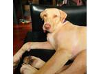 Adopt Louie a Yellow Labrador Retriever
