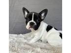 AKC Frenchie - Sadie