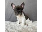 AKC Frenchie - Henry