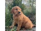 Golden Retriever Puppy for sale in Banks, OR, USA