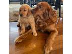 Golden Retriever Puppy for sale in Banks, OR, USA