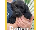 Adopt DANCER a Terrier