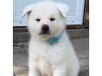 Akita Puppy for sale in Copperas Cove, TX, USA