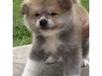 Akita Puppy for sale in Copperas Cove, TX, USA