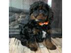 Cavapoo Puppy for sale in Chicago, IL, USA