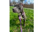 Adopt Lorenzo a Pit Bull Terrier, Mixed Breed