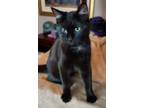 Adopt Archer a American Shorthair