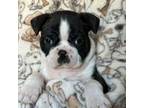 Boston Terrier Puppy for sale in Elkridge, MD, USA