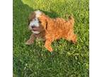 Cavapoo Puppy for sale in Marion, IN, USA