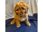 Cavapoo Puppy for sale in Marion, IN, USA