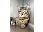 Adopt Char Siu a Domestic Short Hair