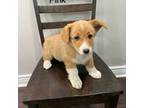 Pembroke Welsh Corgi Puppy for sale in Sedalia, MO, USA