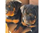 AKC Rotties Siberian &German