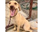 Adopt Doolin a Yellow Labrador Retriever, Mixed Breed