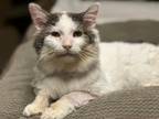 Adopt Kipper a Domestic Short Hair