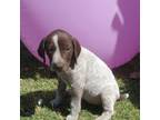 German Shorthaired Pointer Puppy for sale in Midland, TX, USA