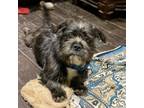 Adopt Stinky a Shih Tzu, Dachshund