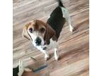 Adopt Leroy a Beagle