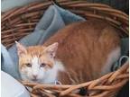 Adopt Marty (male) a Domestic Short Hair