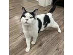 Adopt Poptart a Domestic Short Hair