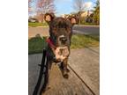 Adopt O`Neal a Mixed Breed