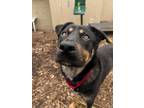 Adopt Muddy a Mixed Breed