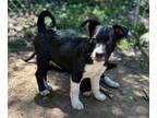 Adopt Patrick a Boston Terrier, Siberian Husky