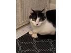 Adopt Isaac a Domestic Short Hair