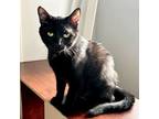 Adopt Bandit a Domestic Short Hair