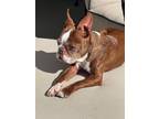 Adopt Bodie a Boston Terrier