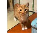 Adopt Ziggy a Domestic Short Hair