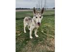 Adopt Montana a Siberian Husky, German Shepherd Dog