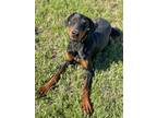 Adopt Sisko a Doberman Pinscher