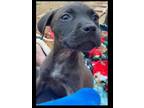 Adopt Brady a Black Labrador Retriever, Pit Bull Terrier