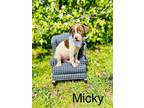 Adopt Mickey a English Setter, Labrador Retriever