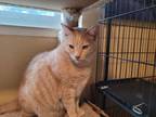 Adopt Bruce (Bonded with Skye) a Domestic Short Hair