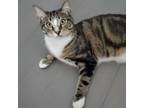 Adopt Sherlock a Domestic Short Hair