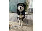 Adopt Togo a Australian Shepherd, Husky