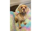 Adopt Kingston a Cocker Spaniel