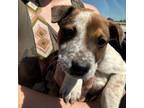 Adopt Miles a Cattle Dog, Mixed Breed