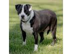 Adopt Oreo a Pit Bull Terrier, Mixed Breed