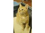 Adopt Suki a Domestic Short Hair