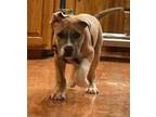 Adopt Benjamin a American Staffordshire Terrier