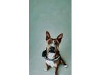 Adopt Olver a Pit Bull Terrier
