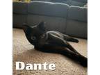 Adopt Dante a Domestic Short Hair