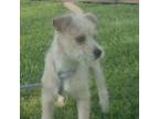 Adopt Dexter (TX) a Miniature Schnauzer, Border Terrier