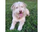 Adopt Leon (TX) a Wheaten Terrier, Schnoodle