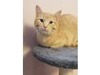 Adopt Ace a Domestic Short Hair